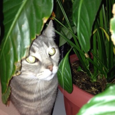 Profile Picture of PaWingsfan (@LekankaM) on Twitter