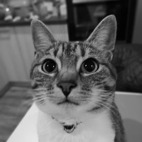 Profile Picture of Andreea Milosovici (@deea2500) on Pinterest