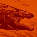 Profile Picture of Brian Hefferon (@pontus_jigs) on Instagram
