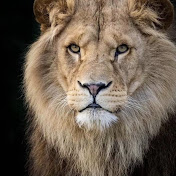 Profile Picture of Kenneth Casanova (@kennethcasanova1002) on Youtube