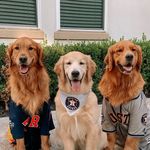 Profile Picture of Aspen | Bailey | Cooper (@abc_goldenretrio) on Instagram