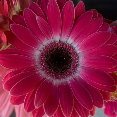 Francesca Duncan - Twitter Profile Picture of Francesca Duncan (@frangipan80) on Twitter