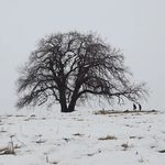 Profile Picture of hasan taraghi (@hasan_taraghi) on Instagram