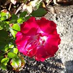 Profile Picture of Vicky O Connor (@vicky.connor.58) on Instagram