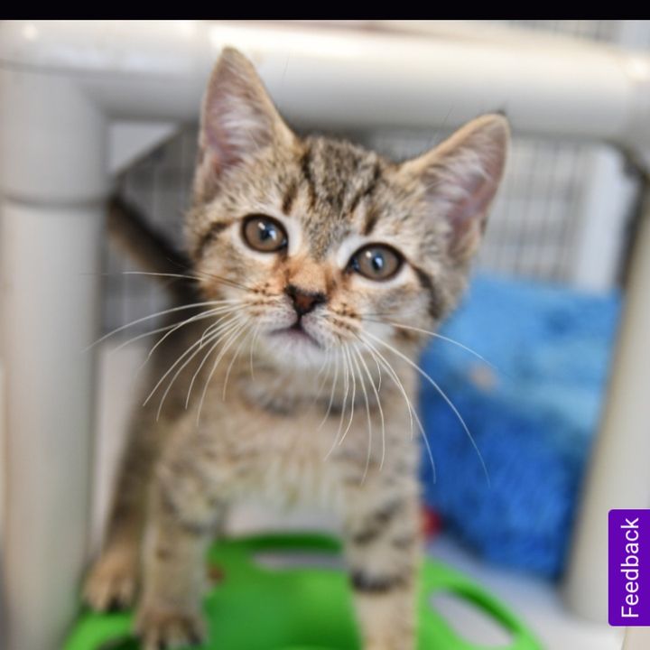 michaelavanzato - Tiktok Profile Picture of michaelavanzato (@michael.avanzato) on Tiktok