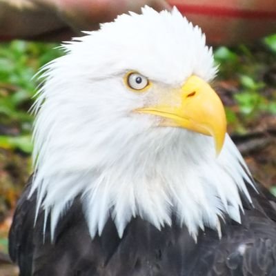 Profile Picture of Glenn Simmonds, Sr (@AZGlennSr) on Twitter