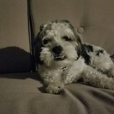 Profile Picture of Nathan Shaner (@shortypants10) on Twitter