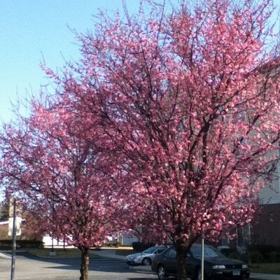 Profile Picture of Darlene Mancuso (@da_mancuso) on Twitter