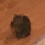 Carter Wilkerson - Instagram Profile Picture of Carter Wilkerson (@mindlessman41) on Instagram