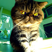 Profile Picture of Andy Peltier (@PetitPile) on Youtube