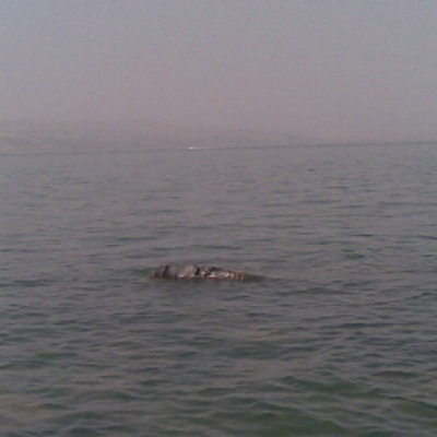 Profile Picture of Omar Shaker (@omarshaker6) on Twitter