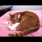 Profile Picture of reesejaime (@reesejaime) on Instagram