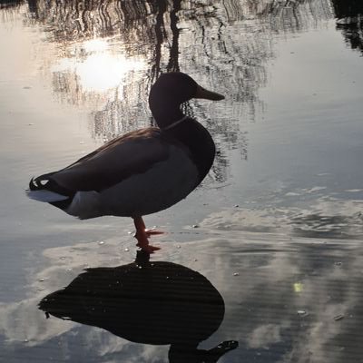 Profile Picture of Duck Ducker The 3rd (@TomCrump7) on Twitter