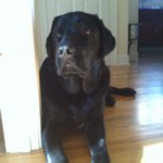 Profile Picture of Nancy Tavolacci (@lablover1616) on Instagram