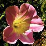 Profile Picture of Pete Wang (@pwang37) on Flickr