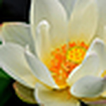 Profile Picture of lei zhang (@an amit photo) on Flickr