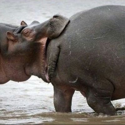 Profile Picture of Josh Lavigne (@JoshLavigne) on Twitter