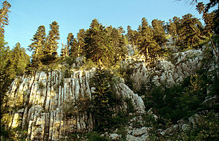 Profile Picture of Dinaric calcareous block fir foreston Wikipedia