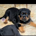 Profile Picture of Michele Mcmahan (@Michele-Mcmahan) on Facebook