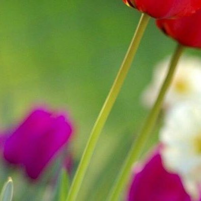 Profile Picture of Sonia Schulz-joergensen (@gpldzivry) on Twitter