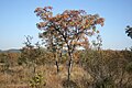 Profile Picture of Bushveld - Wikipediaon Wikipedia