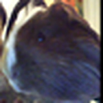 Profile Picture of Zilvia Vasilescu (@shmk.vs.world) on Flickr