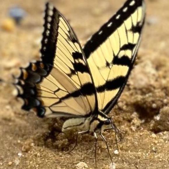 Profile Picture of Helene Mankowitz (@bim111) on Poshmark