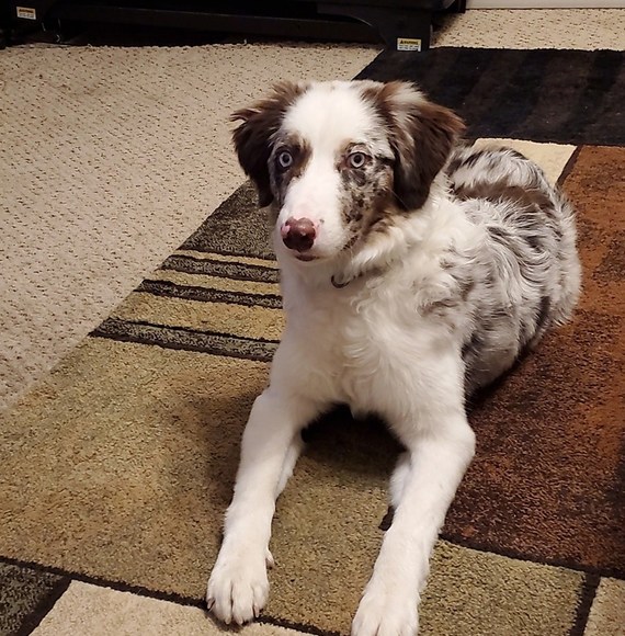 Profile Picture of Dana Eisemann (@here04now2) on Poshmark