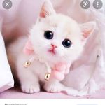 Profile Picture of varshini cheethirala ♊💙🐱08 (@varshinicheethirala) on Instagram