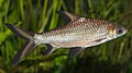 Profile Picture of Fish - Wikipediaon Wikipedia