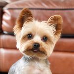 Profile Picture of Joey Buttons (@joeybuttons_yorkie) on Instagram