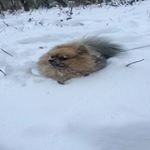 Profile Picture of James Miller (@shimekakasimov) on Instagram
