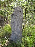 Profile Picture of Amitermes - Wikipediaon Wikipedia