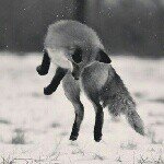 Profile Picture of Мама Андрюшки, Лиса Кота (@lisa_kota) on Instagram