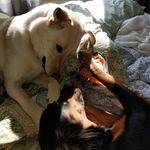 Profile Picture of Crystal Jenness (@cfranczak25) on Instagram