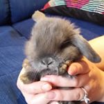 Profile Picture of Mini lop rabbits (@lisamariesrabbitry) on Instagram