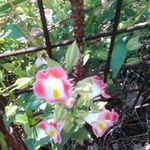 Profile Picture of Laniblanco Sedo (@laniblancosedo) on Instagram