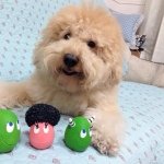 Profile Picture of Duggie the cavapoo ♂ (@duggieyew) on Instagram