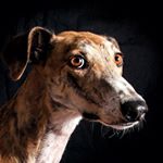 Profile Picture of David Jar (@davidjaranimals) on Instagram