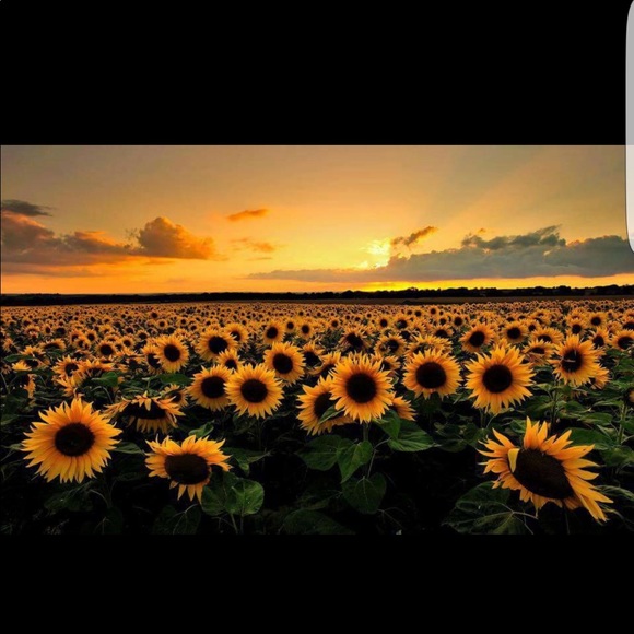 Profile Picture of Seannette D (@seannetted) on Poshmark