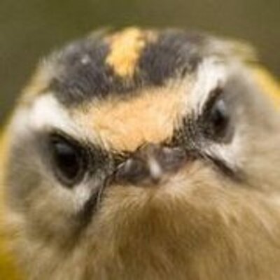 Profile Picture of Mark Grantham (@ringing_mark) on Twitter