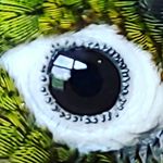 Profile Picture of Matthew Huang (@matthewshaker1) on Instagram
