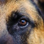 Profile Picture of Karl Kuhn (@ankagshepherd) on Instagram