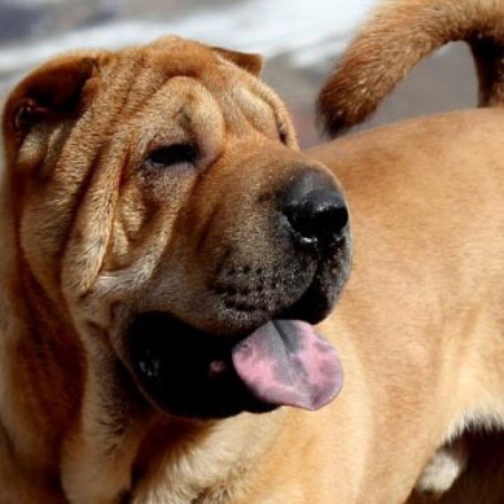 Profile Picture of Buddy (@sharpei.buddy) on Tiktok