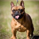 Profile Picture of Marko Stevanovic (@marko_nibulldogs) on Instagram