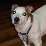 Profile Picture of Nancy Rizzo (@gallfermom) on Instagram