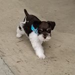 Profile Picture of Tracey Clanton (@scgritzgirl) on Instagram
