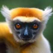 Profile Picture of Tyler Cory (@tylercory6453) on Youtube