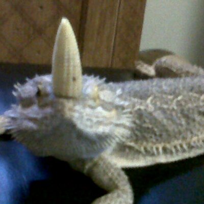 Profile Picture of TONY WAINWRIGHT (@JAQDNCOKE) on Twitter