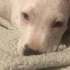 Profile Picture of Irving Lucas (@@irvingl0) on Tiktok